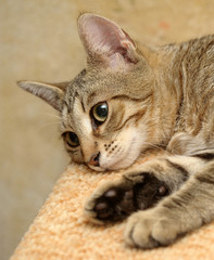 portrait of a beautiful brown cat with stripes