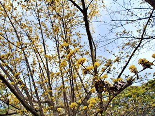 Fototapeta premium A yellow sakura blooming beautifully on the branches with sky and cloud background at Iga, Japan. Sakura is blooming during Spring of Japan