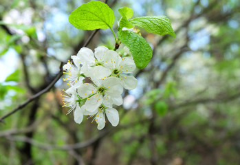 Branches of flowering cherry on the background of a cherry orchard in spring.