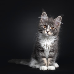 Fototapeta na wymiar Adorable blue with white Maine Coon cat kitten, sitting up facing front. Looking curious to camera with brown orange eyes. Isolated on black background.