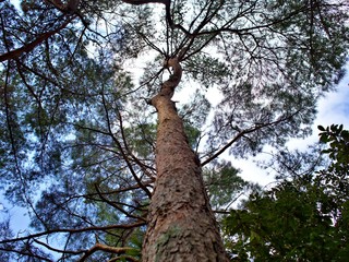 Fototapeta premium The turtle eye view shot of stand alone pine tree and its branches with blue sky and cloud in Japan during Spring season