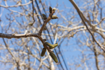 blooming walnut branch against the blue sky