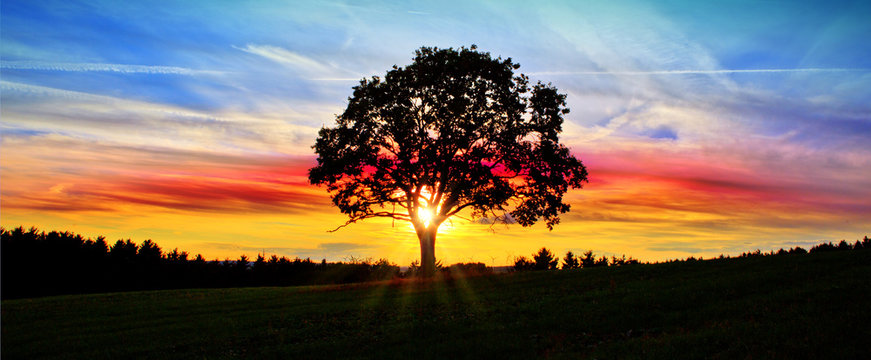 Colorful Sky With Sunset And Big Tree .. Abstract Background.