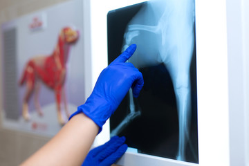 A professional doctor radiologist with gloves is looking at an X-ray picture on the background of a negatoscope which shows a fracture of the femur with a displacement in a small dog - obrazy, fototapety, plakaty