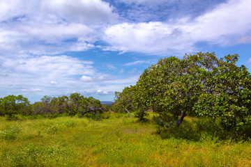 Fototapeta na wymiar manhã de sol numa paisagem verde com céu azul claro no nordeste do brasil (Piauí) (espaço para texto)