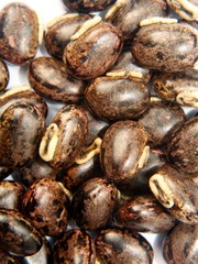 Mucuna pruriens seeds background.Also known as cowage, cowitch, lacuna bean, and Lyon bean