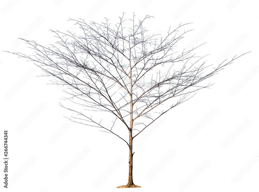 Poster isolated tree without leaf on white background with clipping path in picture
