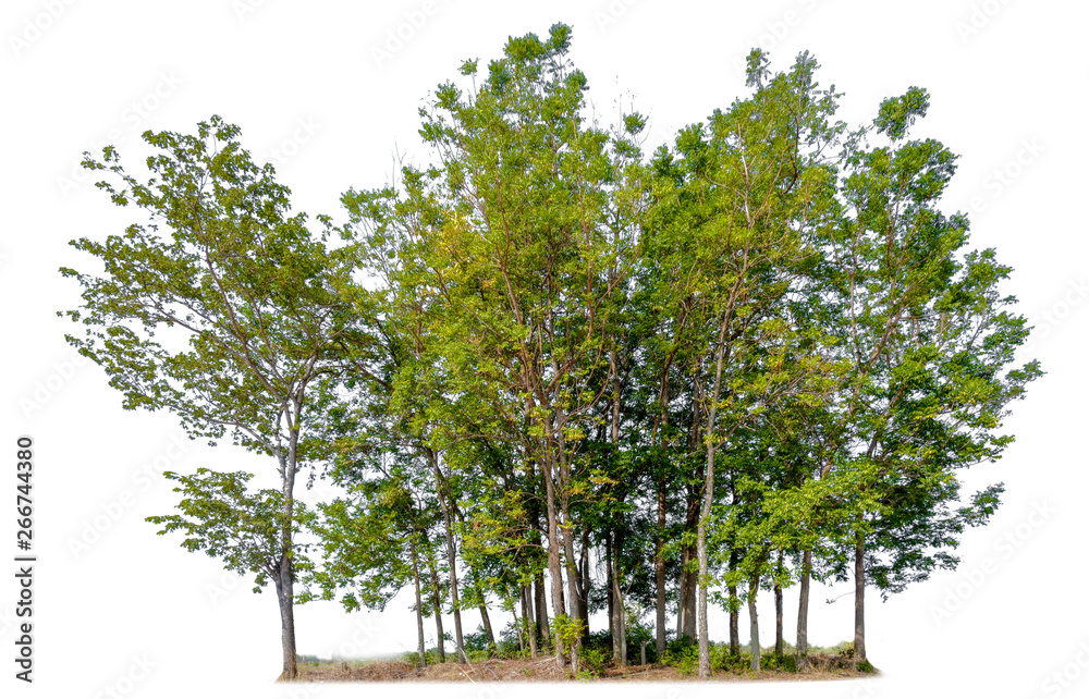 Aufkleber single tree with clipping path
