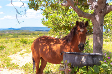 cavalho no pasto - Piauí - nordeste do Brasil © Athirson Arrais
