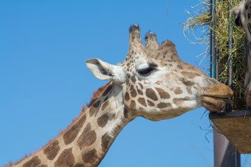 visiting the Zoo of Affi, near lake Garda,  italian Zoo, nature and wildlife
