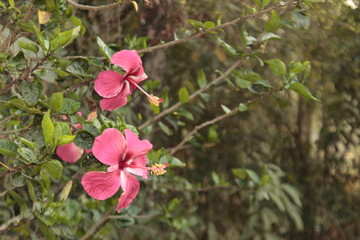 pink hibiscus flowers