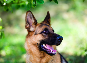 german shepherd dog on green grass