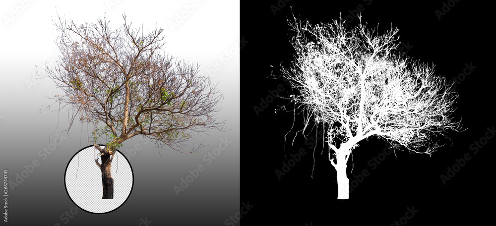 Fototapete tree without leaves on grey background with clipping path and alpha channel