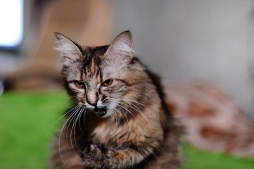 Funny cat at home. Yellow eyes.