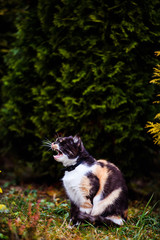 Obraz premium Cute and fluffy cat, very playful, with yellow eyes
