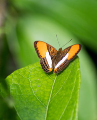 A Smooth Banded Sister butterfly sits on a leaf in the rain forest.
