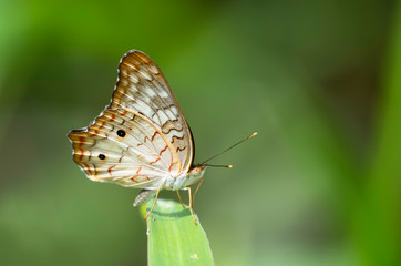 A White Peacock butterfly sits on a blade of grass.