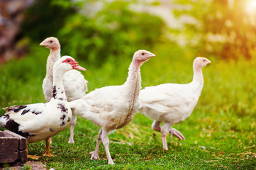young turkey on a farm