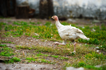 young turkey on a farm