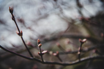 branches of a tree