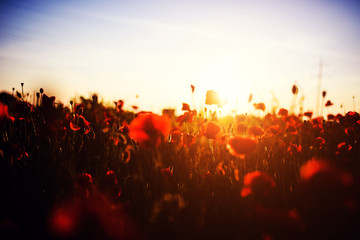Fototapeta na wymiar Beautiful field of red poppies in the sunset light