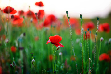Obraz premium Beautiful field of red poppies in the sunset light