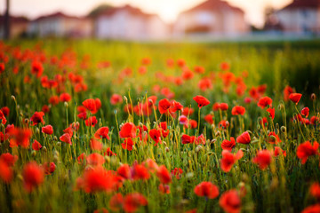 Beautiful field of red poppies in the sunset light