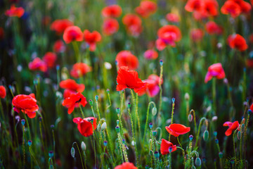 Beautiful field of red poppies in the sunset light