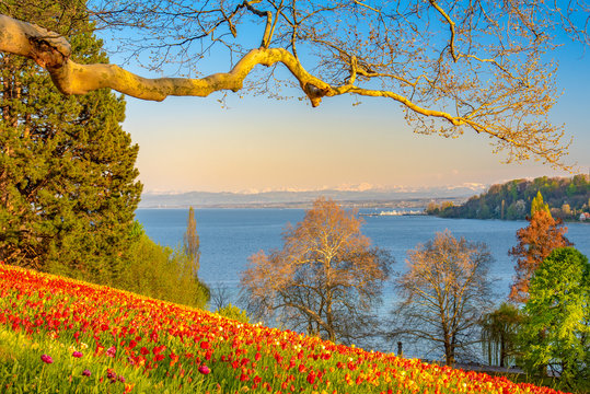 Fr&uuml;hlingsallee auf der Insel Mainau