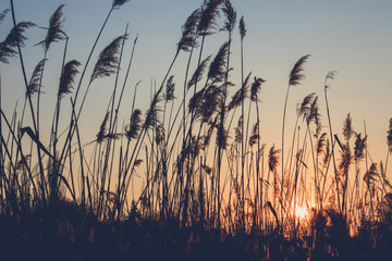 reed on the background of the sunset