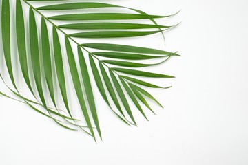 Obraz premium green palm leaves