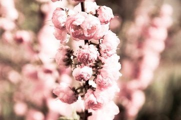 pink flowers in spring