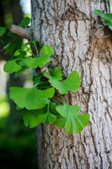 leaves of Ginkgo Biloba. Closeup