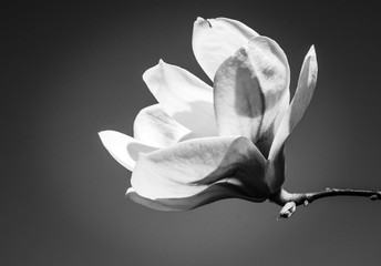 white flower on black background