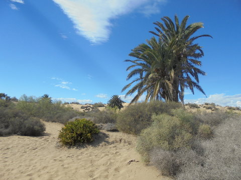 Deserto con cespugli e palme