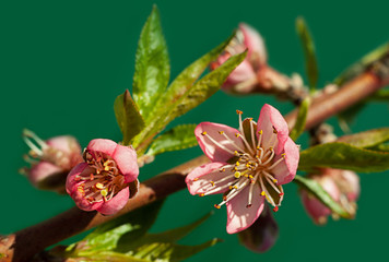 Blossom peach tree