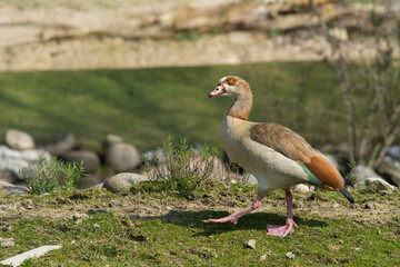 visiting the Zoo of Affi, near lake Garda,  italian Zoo, nature and wildlife