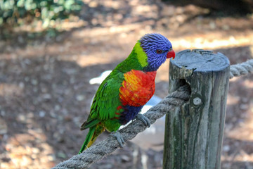 rainbow lorikeet on a branch