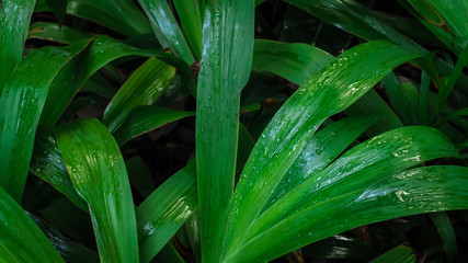 Green grass plant leaves with dew, dark nature background, morning life.