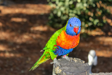 rainbow lorikeet on a branch