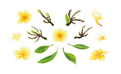 Tropical vector yellow plumeria flowers, branches and leaves set for cards
