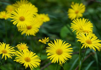 yellow daisiy flowers