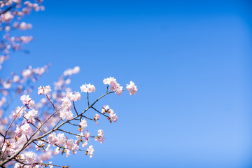 Obraz na płótnie Canvas Beautiful cherry blossom sakura in spring time over blue sky. 