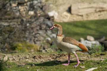visiting the Zoo of Affi, near lake Garda,  italian Zoo, nature and wildlife