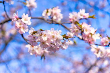 Beautiful cherry blossom sakura in spring time over blue sky.
