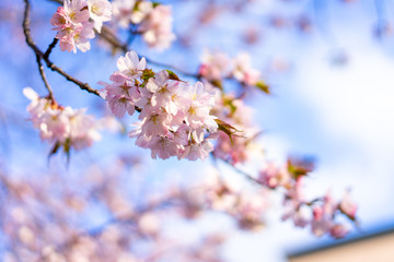 Beautiful cherry blossom sakura in spring time over blue sky.
