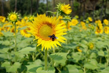 Close up of Tropical carpenter bee on yellow blooming sunflower