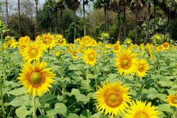 SUNFLOWER FIELD