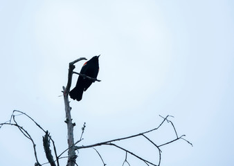 Gloomy Red-Winged Blackbird