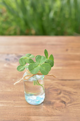 4 clovers in a glass on the wooden background(34-1)